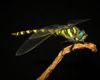 Dragonfly - Fotoraf: Sleyman Azetin fotoraflar fotoraf galerisi. 