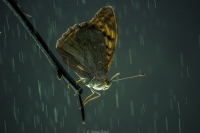 Butterfly Rain.. - Fotoraf: Murat ztrk fotoraflar fotoraf galerisi. 