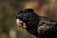 Black-cockatoo - Fotoraf: Kadir Buyuk fotoraflar fotoraf galerisi. 
