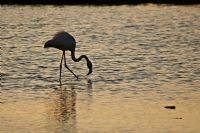 Flamingo - Fotoraf: Adnan Yurd fotoraflar fotoraf galerisi. 