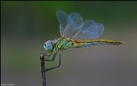 Dragonfly.. - Fotoraf: Fahri Sulak fotoraflar fotoraf galerisi. 