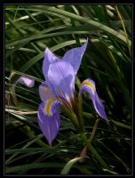 al Navruzu - Iris Unguicularis Poiret - Fotoraf: Faruk Canz fotoraflar fotoraf galerisi. 
