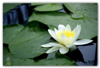 Lotus Çiçeği - Fotoraf: Yasin Uak fotoraflar fotoraf galerisi. 