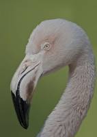 Flamingo - Fotoraf: Okan Akca fotoraflar fotoraf galerisi. 