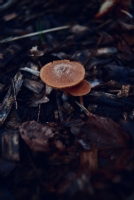 Mantar.  Mushroom - Fotoraf: Abdullah Pak fotoraflar fotoraf galerisi. 