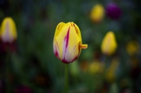 ... Tulip... - Fotoraf: Atilla Kusaksiz fotoraflar fotoraf galerisi. 