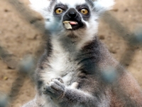 lgn Prf.  By Lemur :) - Fotoraf: Erdal Ko fotoraflar fotoraf galerisi. 