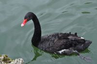 Black Swan - Fotoraf: Zeynep Tu fotoraflar fotoraf galerisi. 