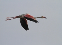 Flamingo... - Fotoraf: Uur Yavuz fotoraflar fotoraf galerisi. 