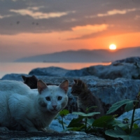Güzel Bir Aile