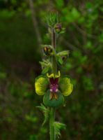 Verbascum Bugulifolium - Fotoraf: zge Kocadal fotoraflar fotoraf galerisi. 