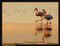 Flamingolar Mar Mar - Fotoraf: Metehan zcan fotoraflar fotoraf galerisi. 
