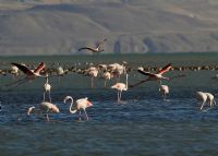 Flamingo - Fotoraf: Kenan Aolu fotoraflar fotoraf galerisi. 