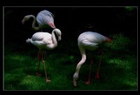 Flamingo - Fotoraf: Mustafa Aydoan fotoraflar fotoraf galerisi. 