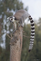 Lemur - Fotoraf: Nasuf Mutlu fotoraflar fotoraf galerisi. 
