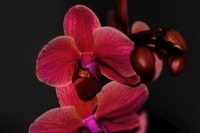 Orkide - Fotoraf: Senol Senol fotoraflar fotoraf galerisi. 