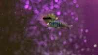 Colorfish - Fotoraf: Kaan Turkum fotoraflar fotoraf galerisi. 