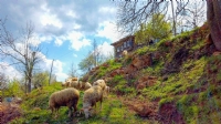 Akşam Yemeği