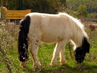 Pony At - Fotoraf: Canan Demirel fotoraflar fotoraf galerisi. 