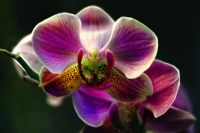 Orkide - Fotoraf: Yusuf Yilmaz fotoraflar fotoraf galerisi. 