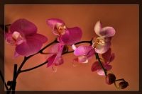 Orkide - Fotoraf: Musa Cem Daniger fotoraflar fotoraf galerisi. 
