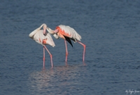 Flamingo - Fotoraf: Tayfun Yaman fotoraflar fotoraf galerisi. 