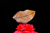 Kelebek,dudak,yaprak - Fotoraf: Gazi Sahin fotoraflar fotoraf galerisi. 