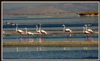 Flamingo - Fotoraf: Arif Kenan Kadife fotoraflar fotoraf galerisi. 