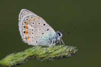 okgzl Mavi (polyommatus carus) - Fotoraf: Ertan Ertem fotoraflar fotoraf galerisi. 