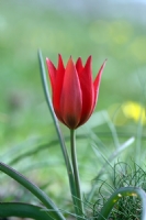 Manisa Lalesi (magnesian Tulip, Tulipa Orphanidea) - Fotoraf: Ertan Ertem fotoraflar fotoraf galerisi. 