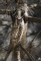 The Owl... - Fotoraf: ada zyazc fotoraflar fotoraf galerisi. 