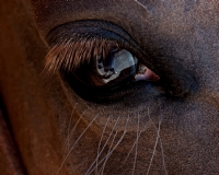 Horse Eye - Fotoraf: Atilla Kusaksiz fotoraflar fotoraf galerisi. 