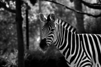 Zebra - Fotoraf: Sercan Ilgn fotoraflar fotoraf galerisi. 