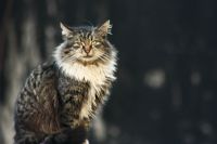 Cat Look - Fotoraf: Can Alpay fotoraflar fotoraf galerisi. 