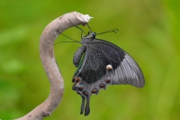 Papilio Palinurus - Fotoraf: Gazi Sahin fotoraflar fotoraf galerisi. 