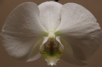 Orkide - Fotoraf: Halil brahim Samgar fotoraflar fotoraf galerisi. 