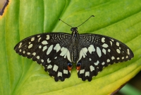 Papilio Demoleus - Fotoraf: Gazi Sahin fotoraflar fotoraf galerisi. 