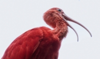 Scarlet Ibis - Fotoraf: Ahmet Karahan fotoraflar fotoraf galerisi. 