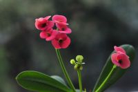 Euphorbia_cultivar_christusdorn - Fotoraf: Halil nsoy fotoraflar fotoraf galerisi. 
