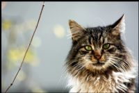 Cat Look 2 - Fotoraf: Can Alpay fotoraflar fotoraf galerisi. 