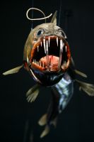 Dragon Fish - Fotoraf: Utku Yldz fotoraflar fotoraf galerisi. 