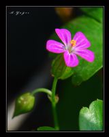 Parlak Turnagagas (geranium Lucidum) - Fotoraf: Adem Yaz fotoraflar fotoraf galerisi. 