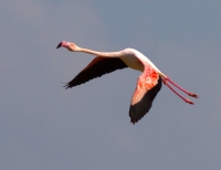 Flamingo - Fotoraf: Uur Yavuz fotoraflar fotoraf galerisi. 
