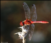 Dragonfly-yusufuk - Fotoraf: Fahri Sulak fotoraflar fotoraf galerisi. 
