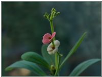 Euphorbia_cultivar_christusdorn02 - Fotoraf: Halil nsoy fotoraflar fotoraf galerisi. 