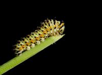 Caterpillar - Fotoraf: Ertan Ertem fotoraflar fotoraf galerisi. 