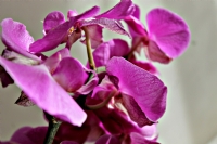 Orkide - Fotoraf: Ayegl Haytaolu fotoraflar fotoraf galerisi. 