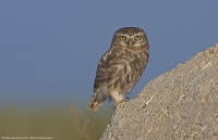 Kukumav  Little Owl  Athene Noctua