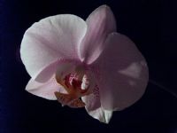 Orkide02 - Fotoraf: Halil nsoy fotoraflar fotoraf galerisi. 