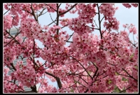 Sakura - Fotoraf: Hakan Ural fotoraflar fotoraf galerisi. 